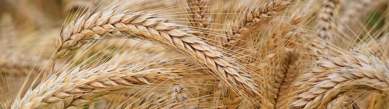La rinascita delle varietà antiche e autoctone in Italia | AgriCook